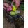 Fox Aquos Camo bait storage  M