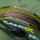 Ridge Monkey ConneXion CamoX Soft Coated Hooklink 20m 25lb