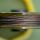Ridge Monkey ConneXion CamoX Soft Coated Hooklink 20m 25lb