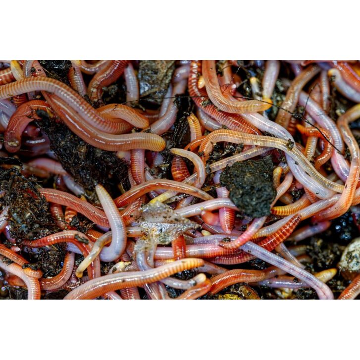 Dendrobena Würmer groß ca. 15 Stück (dentrobaena veneta)