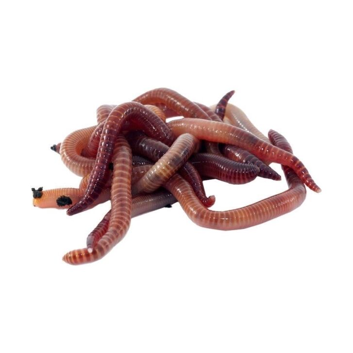 Dendrobena Würmer groß ca. 15 Stück (dentrobaena veneta)