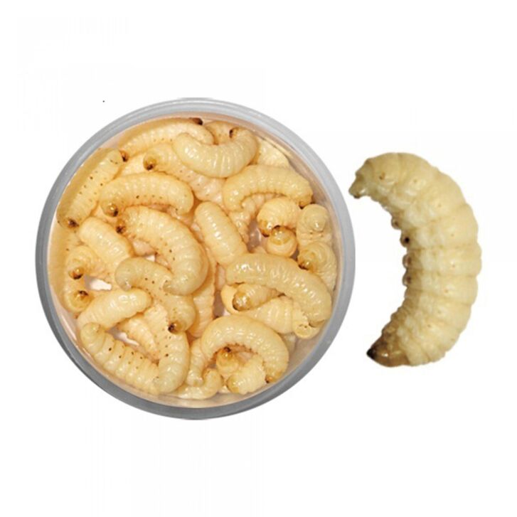 Bienenmaden handverlesene Qualität ca. 50 Stk.