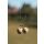 Korda Shot on the Hook 0.50g