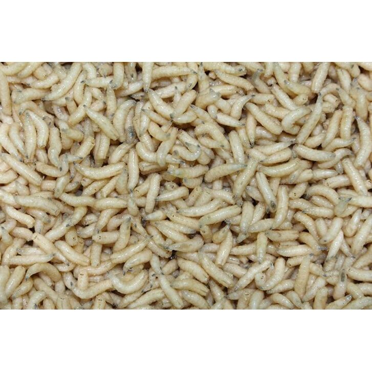 Fleischmaden Lebend 250ml Farbig