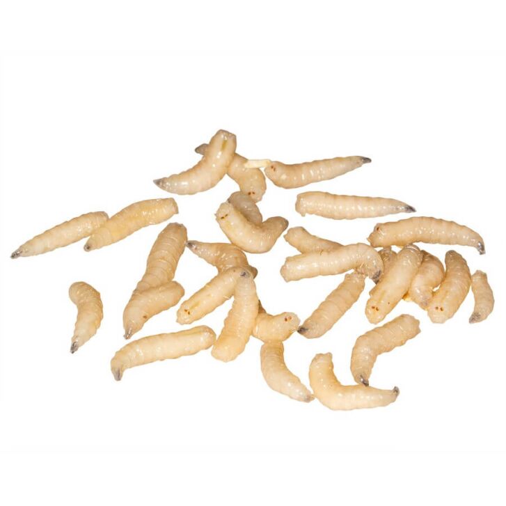 Fleischmaden Lebend 500ml Farbig