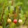 One More Cast Lock Hook Ronnie Boys Hi-Viz Pack Size 4 Barbless