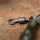 PB Products Ready Ronnie Rig 2 stuks