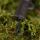 PB Products R2G SR Hit & Run Leadclip Leader 90 Weed 3 stuks
