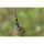 Preston Feeder Links Soft Short 55mm