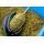 Preston ICS In-Line Dura Flat Method - Medium 45g