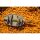 Preston ICS In-Line Dura Flat Method - Medium 60G