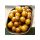 CCMoore Live System Continental 21mm 5KG