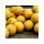 CCMoore Live System Continental 21mm 5KG