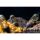 Preston Bait Up Window Feeder 50g