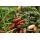 Guru Super LWG Hook (Barbless/Spade End)