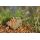 Guru Hybrid Pellet Feeder Inline Mini - 24g