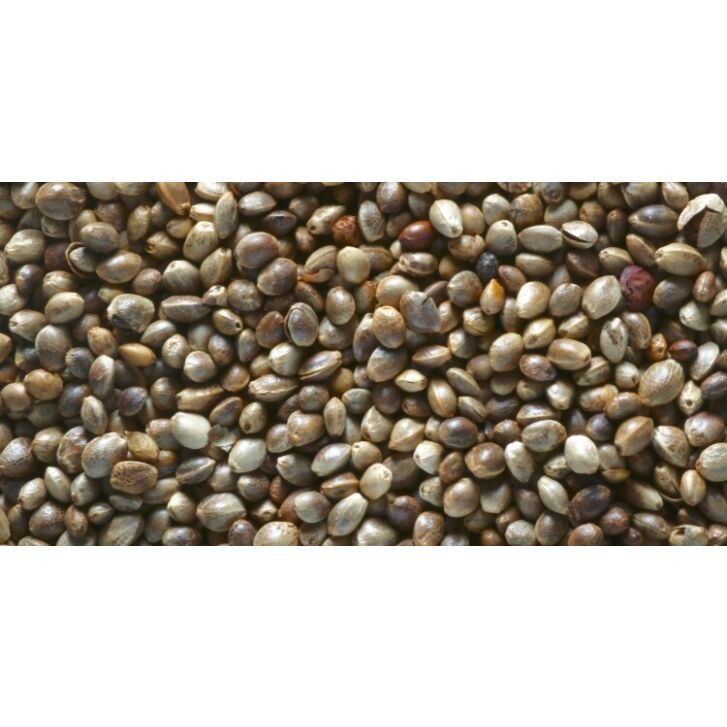 Hanfsamen 1 kg High Quality