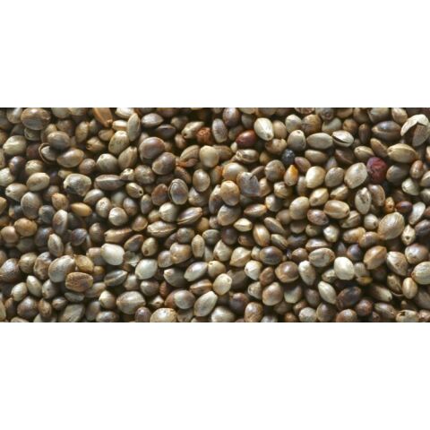 Hanfsamen 1 kg High Quality