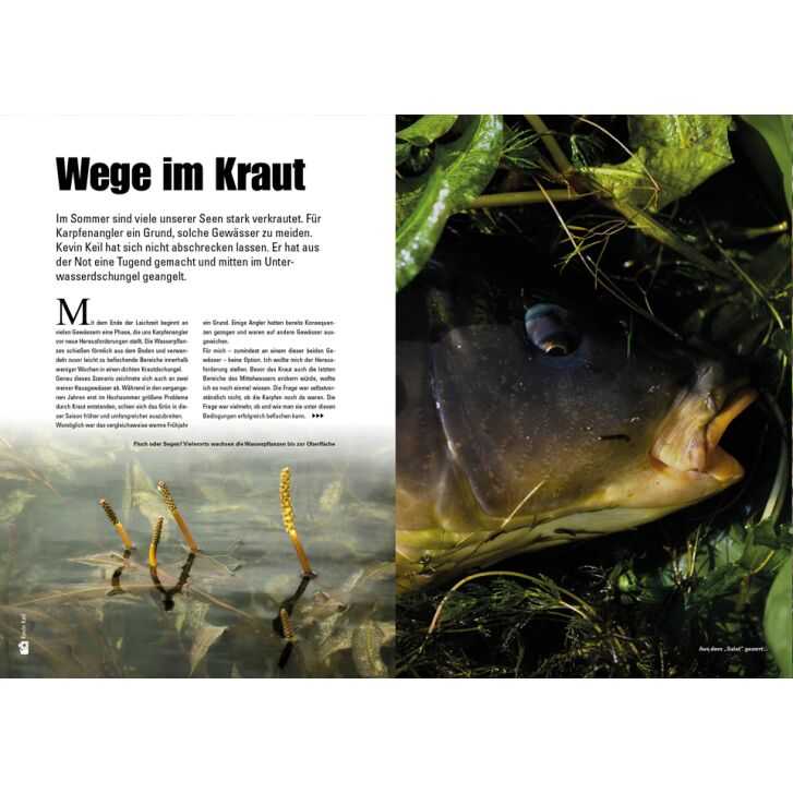 Carp in Focus 120