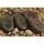 Korda COG Flat lead 2.5 Oz - 70 gr