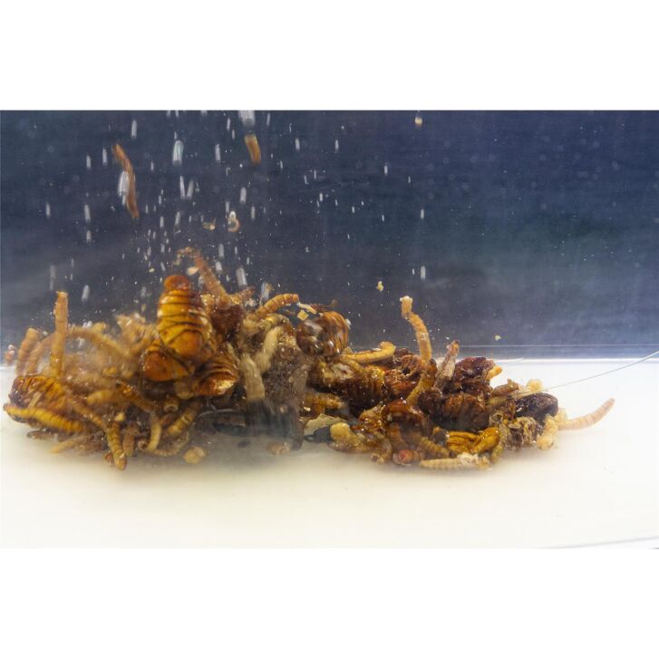 My Baits Destruction Insects