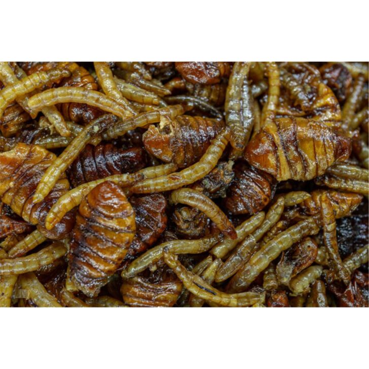 My Baits Destruction Insects